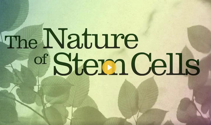 ماهیت سلول های بنیادی